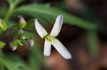 Cutleaf toothwort